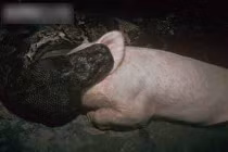 Kinh hoàng trăn “quái vật” nuốt chửng con mồi khủng (11)