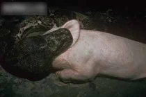 Kinh hoàng trăn “quái vật” nuốt chửng con mồi khủng (11)