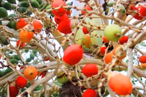 Những loại hoa quả có màu sắc kỳ lạ khó tin