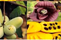 Hái tiền với giống chuối quả “khủng” như xoài