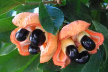 Hình ảnh kỳ dị của loại quả độc nhất Tây Phi