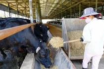 Sắp xuất chuồng lứa bò Kobe “made in Việt Nam” đầu tiên