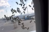 Máy bay gặp nạn vì bị đàn ong dữ tấn công