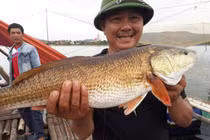 Cần thủ câu được cá lạ, nghi cá sủ vàng ở Quảng Bình