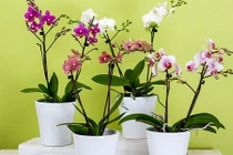 Trồng loại cây này trong phòng ngủ để lọc sạch không khí