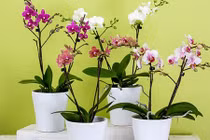 Trồng loại cây này trong phòng ngủ để lọc sạch không khí