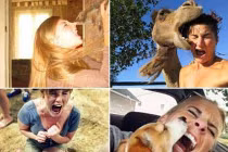 Những pha động vật tấn công người “cực hiểm“