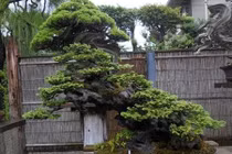 Ngắm những tuyệt tác bonsai của nghệ nhân Nhật Bản