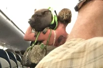 Bị đuổi khỏi máy bay vì mang lợn theo