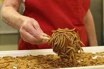 Cận cảnh món côn trùng nhúng chocolate “hút khách”