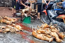 Chuyện đáng sợ ở làng thịt chó lớn nhất Thủ đô