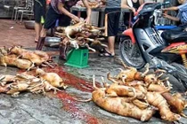 Chuyện đáng sợ ở làng thịt chó lớn nhất Thủ đô