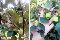 Bức xúc kẻ vào vườn táo, cắn nham nhở quả trên cây rồi để lại bút tích