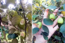 Bức xúc kẻ vào vườn táo, cắn nham nhở quả trên cây rồi để lại bút tích