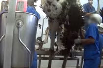 Sự thật gây sốc đằng sau những chiếc túi da đà điểu tiền tỷ