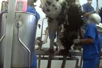 Sự thật gây sốc đằng sau những chiếc túi da đà điểu tiền tỷ