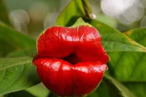 Những “kỳ hoa dị thảo” quái lạ nhất thế giới (1)