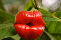 Những “kỳ hoa dị thảo” quái lạ nhất thế giới (1)