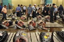 Cận cảnh cá ngừ Việt Nam trên sàn đấu giá Nhật