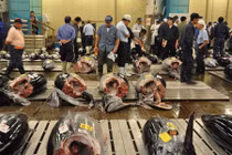 Cận cảnh cá ngừ Việt Nam trên sàn đấu giá Nhật