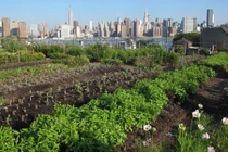 Những trang trại trồng rau khổng lồ trên tầng thượng