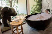 Khách sạn thả gấu trong bồn tắm cùng khách