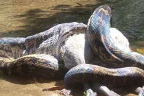 Kinh hoàng trăn “quái vật” nuốt chửng con mồi khủng (12) 