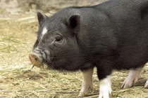 Lợn ỉn bụng phệ của Việt Nam náo loạn một vùng Tây Ban Nha