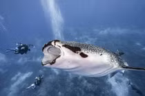 Run sợ thợ lặn “sắp” bị cá mập voi nuốt chửng 