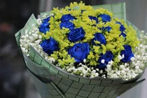 Quy trình trồng hoa hồng xanh đắt giá ngày Valentine