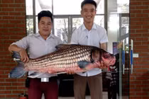 Bắt được cá Hô quý hiếm hơn 30kg ở Tây Nguyên