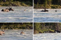 Cảm động với cảnh nai mẹ cứu con thoát dòng nước “tử thần“