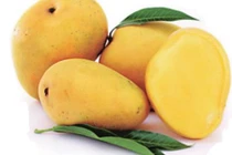 Tận mục giống xoài ngon nhất thế giới