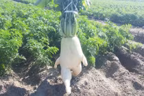 Ngỡ ngàng trước hình dáng kỳ quặc của các loại rau củ quả quen thuộc 