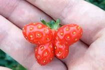 Ngỡ ngàng trước hình dáng kỳ quặc của các loại rau củ quả quen thuộc (1)