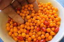 Tận mục cảnh thu hoạch loại ớt tròn đắt nhất thế giới