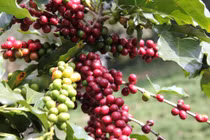 Sự thật kỳ lạ về thực phẩm nhiều người chưa từng biết