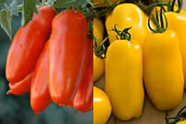 Tận mục cà chua dài như dưa chuột “đẻ” ra tiền