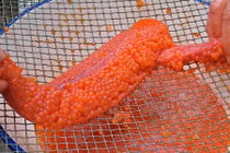 Xem quy trình chế biến trứng cá hồi đắt đỏ