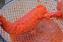 Xem quy trình chế biến trứng cá hồi đắt đỏ