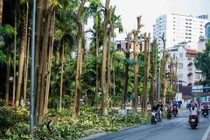 100 cây hoa sữa đi từ hồ Tây lên bãi rác Nam Sơn vì lý do đặc biệt này