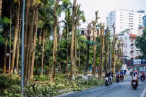 100 cây hoa sữa đi từ hồ Tây lên bãi rác Nam Sơn vì lý do đặc biệt này