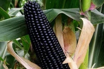 Tận mục giống ngô ngọt đen bắt mắt