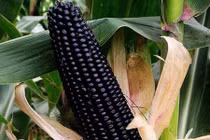 Tận mục giống ngô ngọt đen bắt mắt