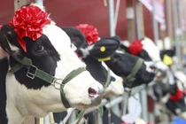 “Hoa hậu Bò sữa” Mộc Châu ấn tượng trên báo Anh