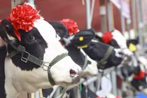 “Hoa hậu Bò sữa” Mộc Châu ấn tượng trên báo Anh