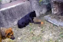 Đến thăm người quá cố phát hiện chó hoang đào mộ ăn hài cốt