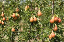 Lạc vào vườn lê sai trĩu quả