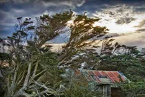 Cận cảnh cây cối nghiêng đổ lả lướt khó tin