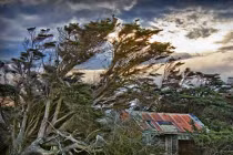 Cận cảnh cây cối nghiêng đổ lả lướt khó tin